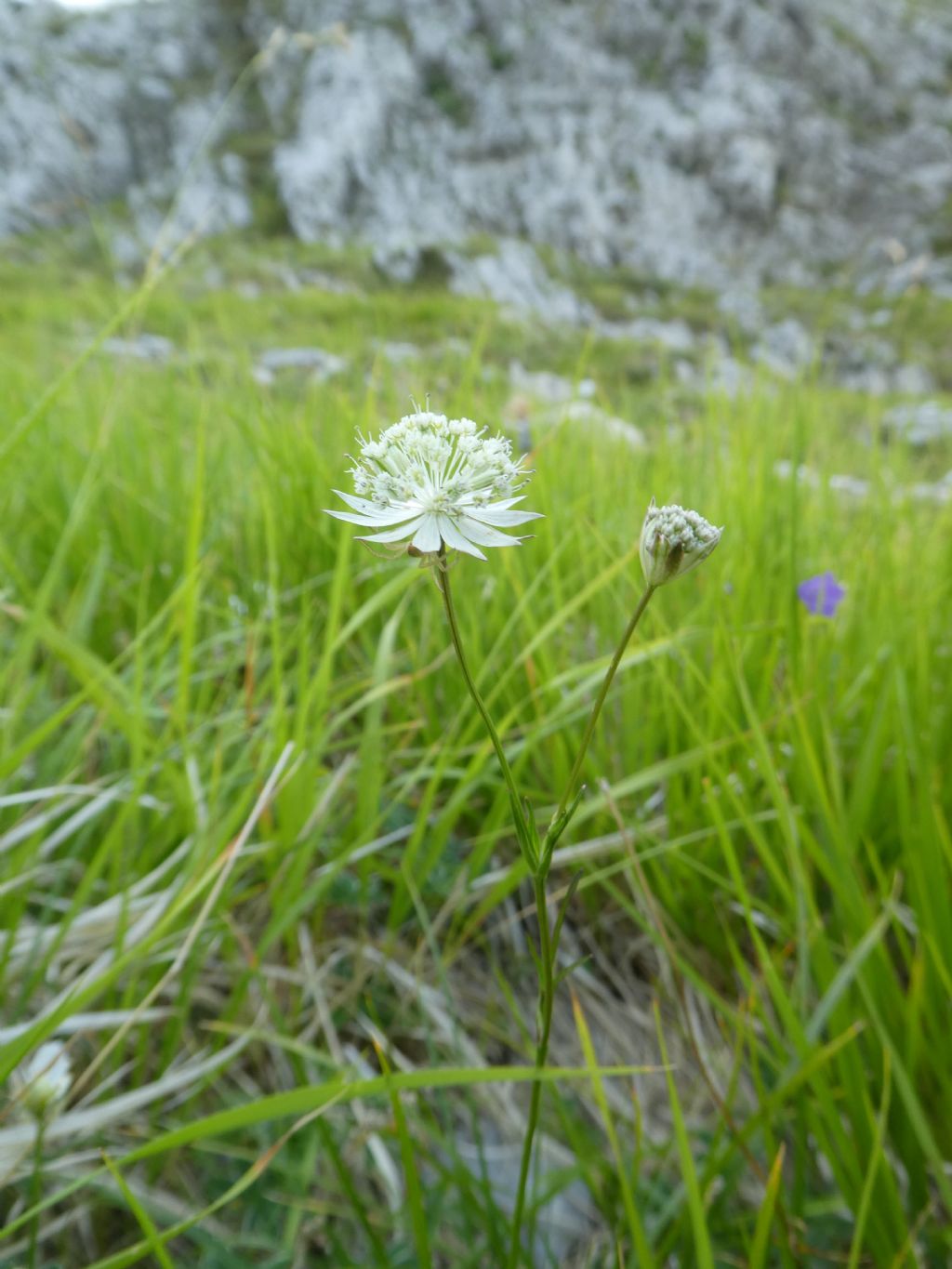 Astrantia pauciflora subsp. pauciflora / Astranzia degli Appennini